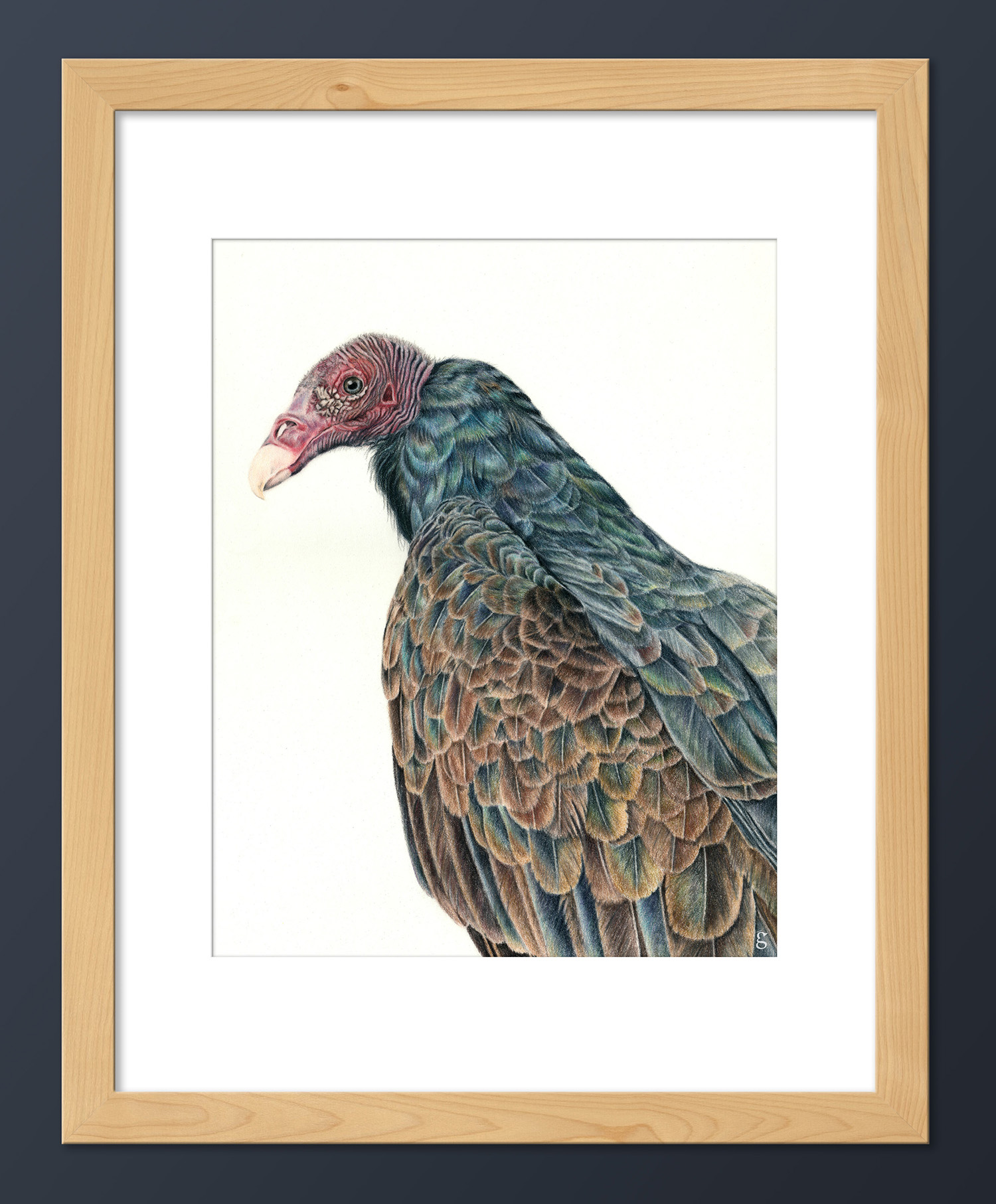 turkey-vulture
