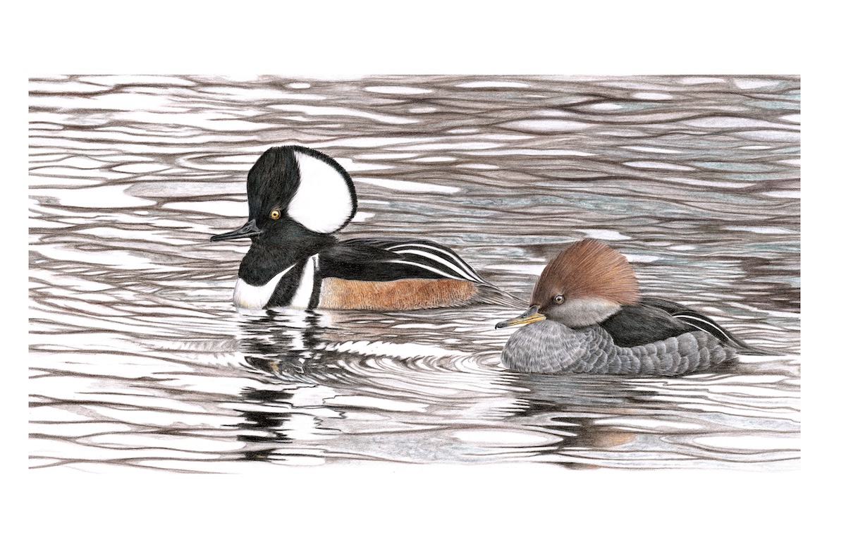 colored pencil drawing of a pair of hooded mergansers on water