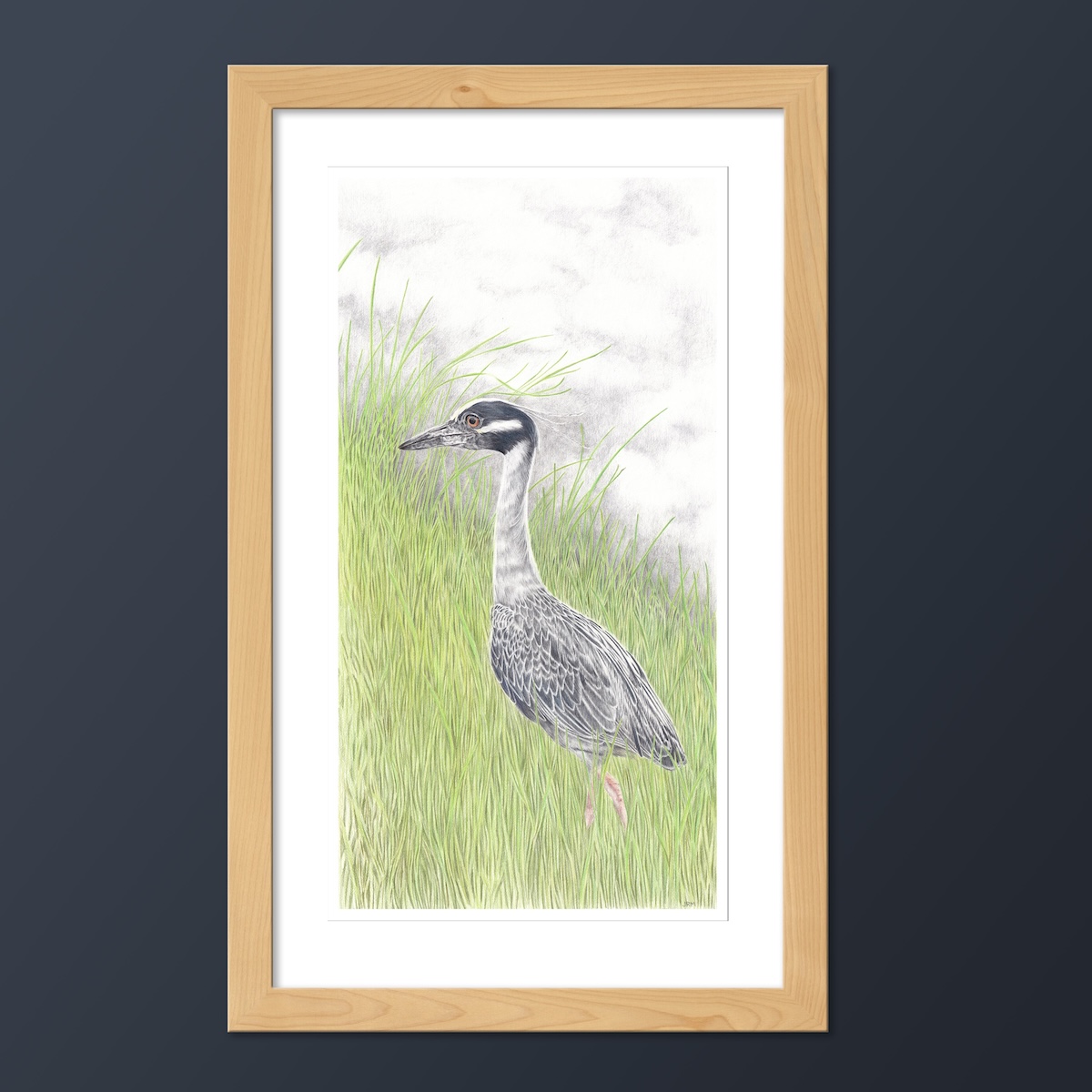 colored pencil drawing of a yellow-crowned night heron in grass